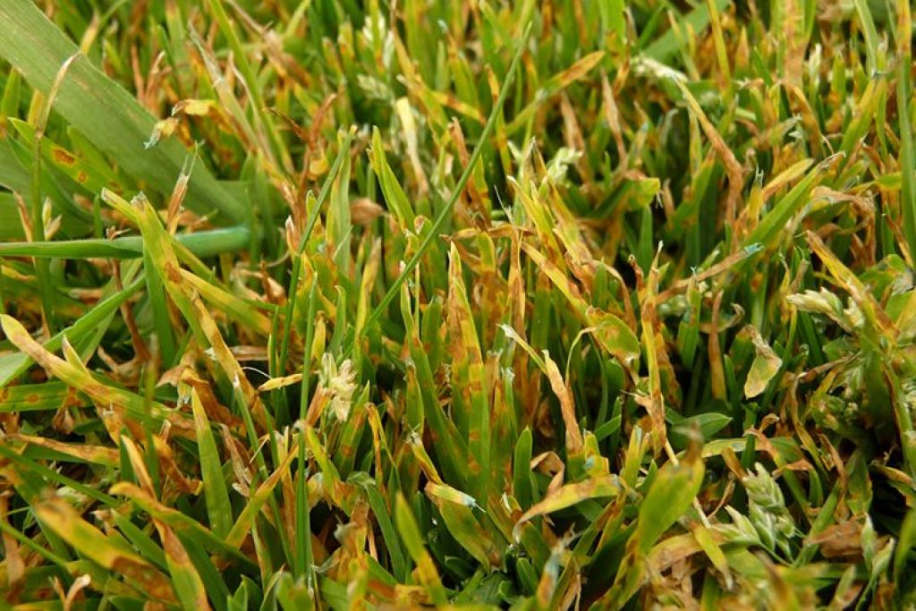 Leaf spot disease is recognized by the whitish-yellow to brown spots on the culms