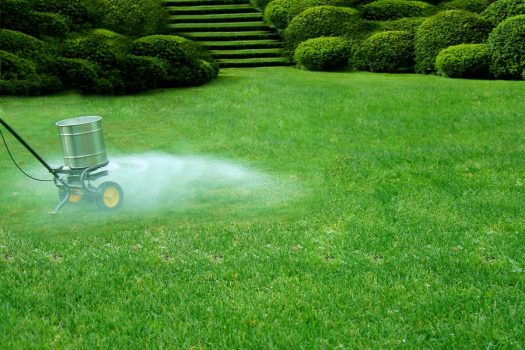 Lime lawn: the right time and instructions
