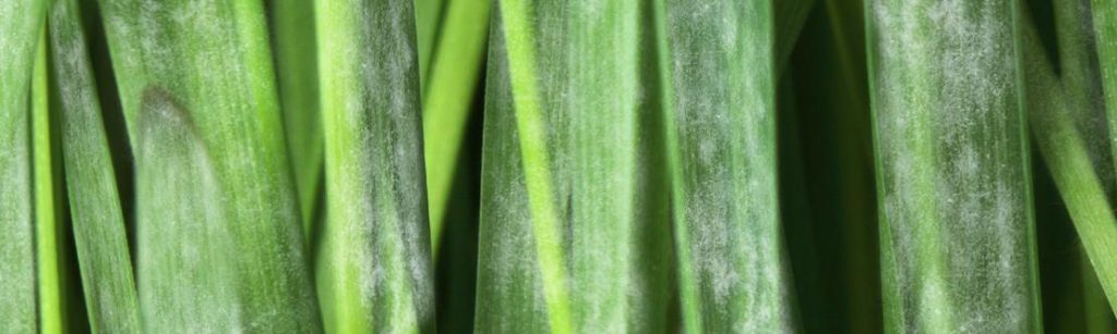 Powdery mildew produces a white, cotton wool-like coating on the leaves