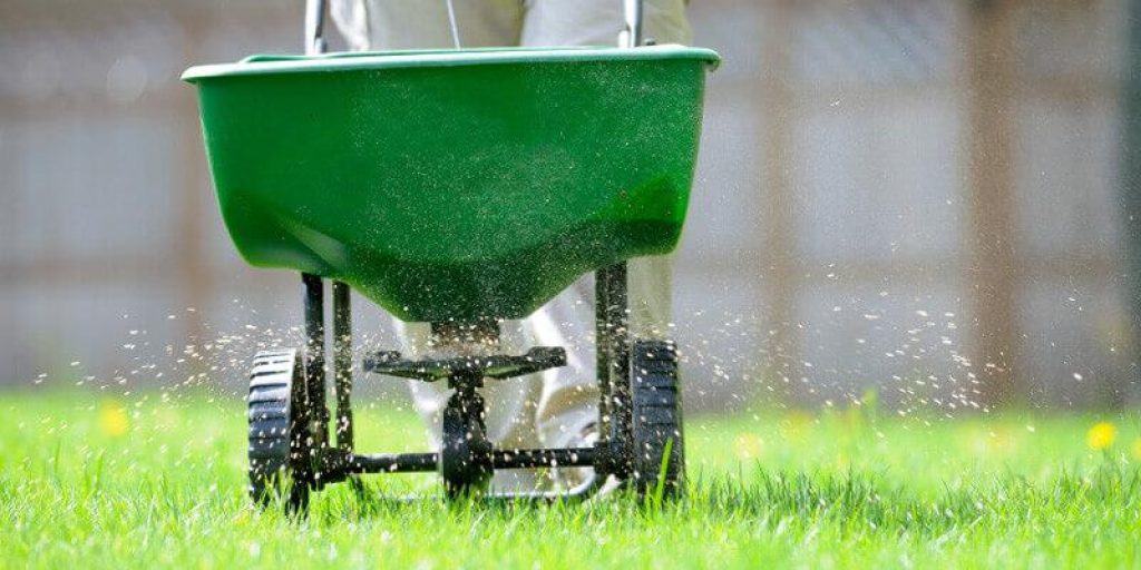 Properly fertilize lawn plants