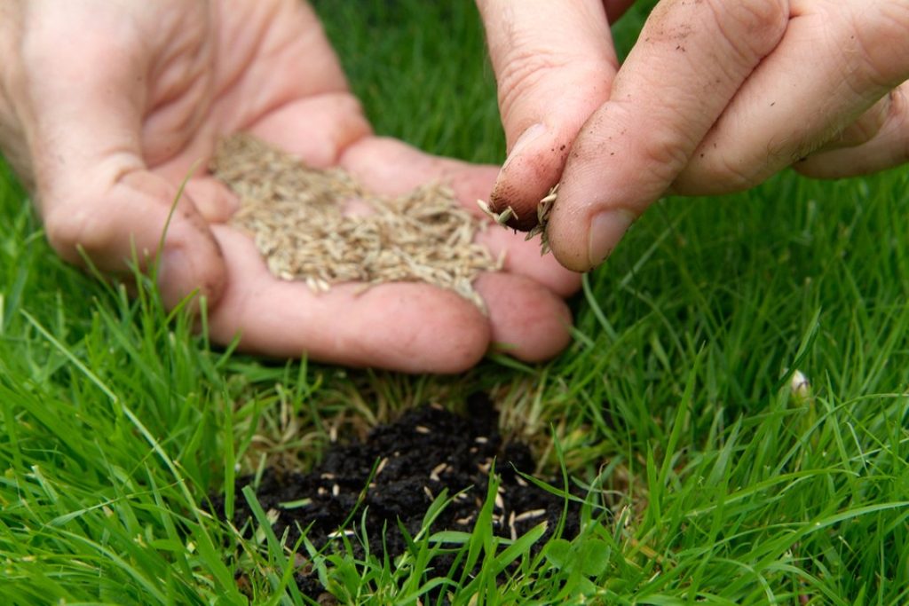 Reseeding lawn