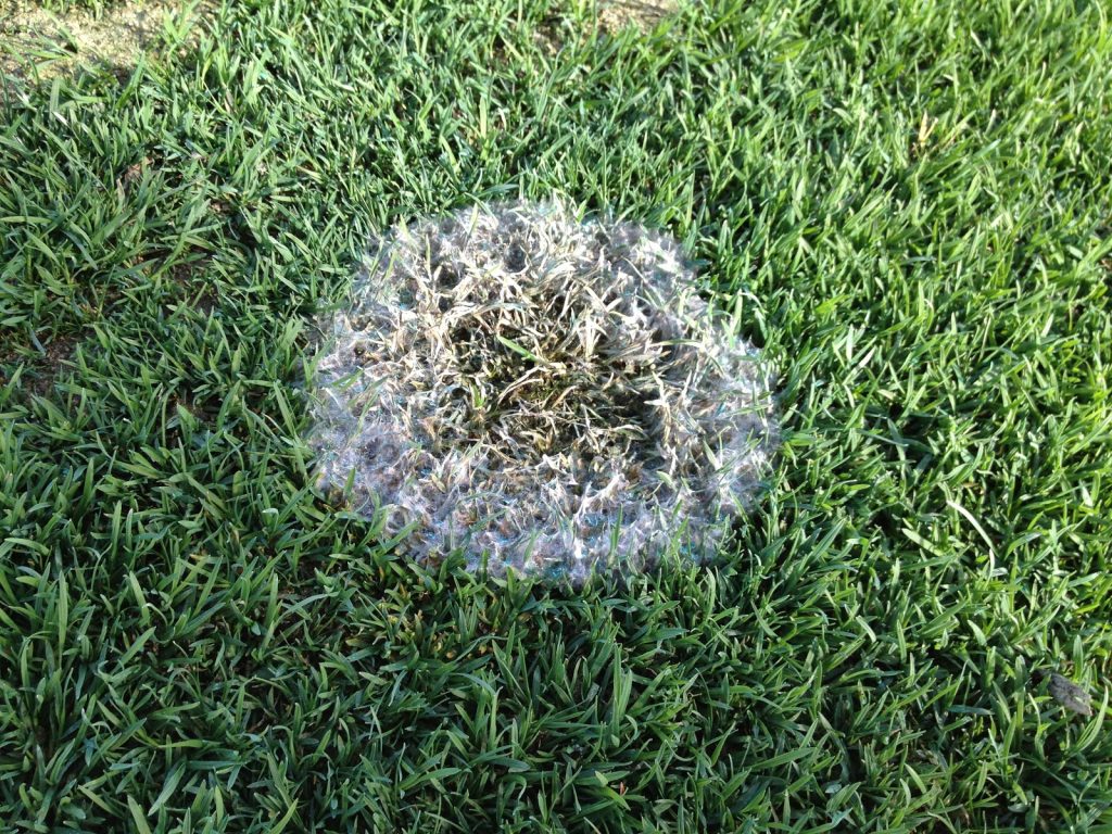 Snow mold is usually identifiable in the spring by the brown spots and circles