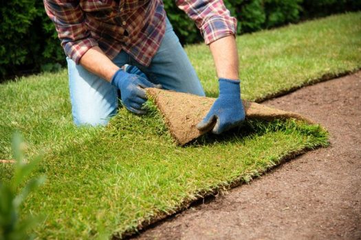 Sowing and laying lawn: Instructions and tips