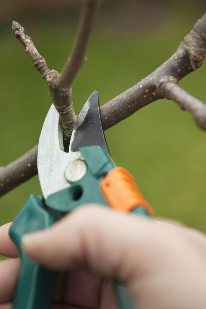 To promote proper growth, young trees should be pruned somewhat
