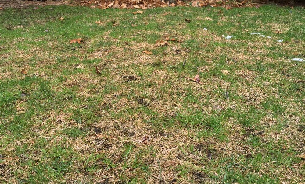 Lawn diseases Tips for detection and control — Tommy from Wisconsin