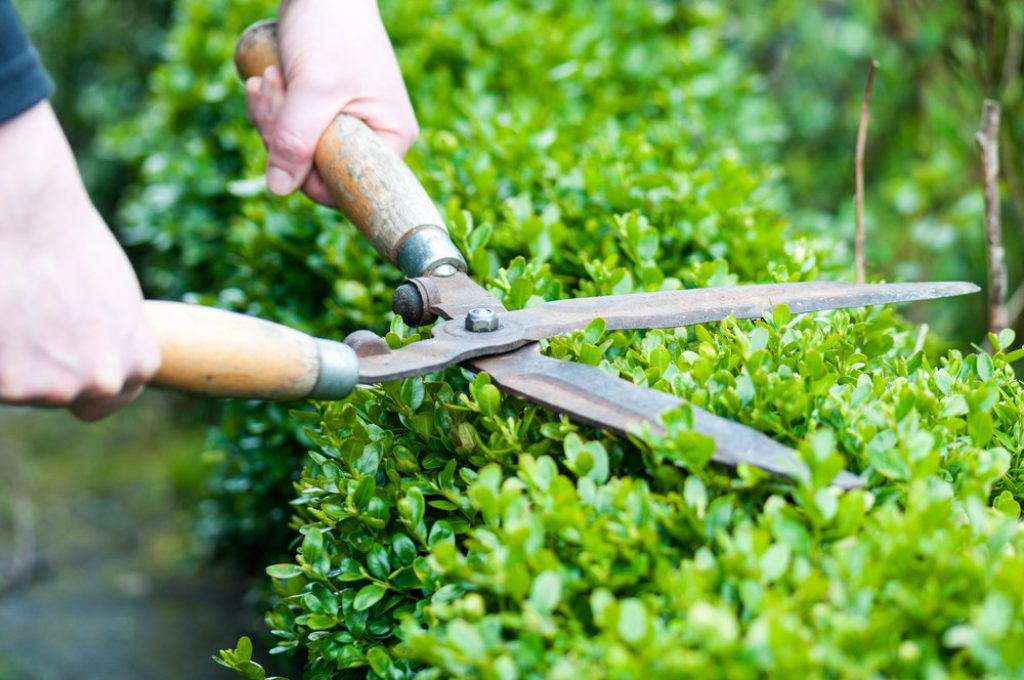 With the right hedge trimmer can easily cut all types of hedges