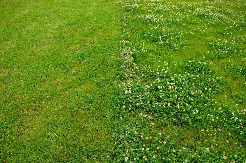 With the right lawn fertilizer you get to the clover in the lawn to the body