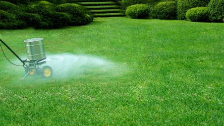 Lime lawn: the right time and instructions