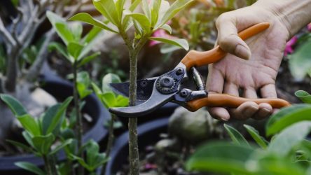 Pruning: pruning trees and shrubs correctly